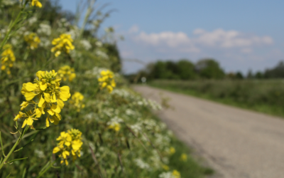 Promoting Biodiversity in Road and Rail Margins