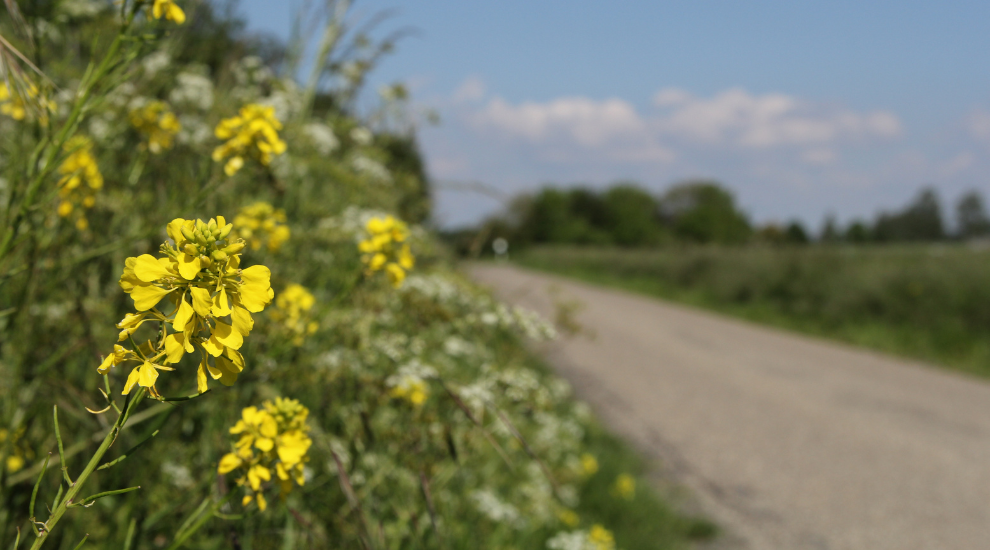 Promoting Biodiversity in Road and Rail Margins